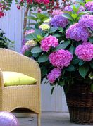 Ružičaste hortenzije