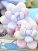 Sukulent mjesečev kamen