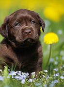 Štene labrador retrivera