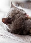 Jedan mačić čisti drugog mačića