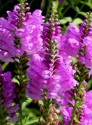 Dekorativna trajnica fizostegija, u narodu poznata i kao "poslušnica" - 7