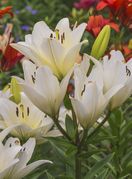 Ljiljani su pravi kraljevi vrta