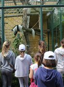 Tijekom ljetnih školskih praznika u Zoološkom vrtu Grada Zagreba održava se Divlje ljeto - 3