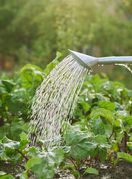 Zalijevanje cvijeća