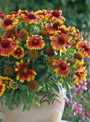 Cvjetovi gailardije u nijansama žute, narančaste i crvene podsjećaju na zalazak sunca - 6