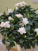 Gardenija najviše voli mjesta bez izravne sunčeve svjetlosti - 4