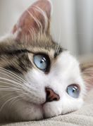 Mačke imaju odličan periferni vid od 200 stupnjeva, dok kod ljudi on iznosi 180 stupnjeva