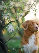 Naš nas ljubimac itekako može razumjeti