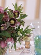 Kukurijek cvjeta krajem zime ili u rano proljeće, često tijekom razdoblja korizme - 10