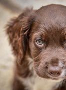 Štene koker španijela