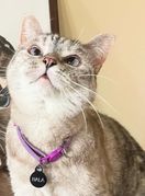 Maca Nala ima 4,5 milijuna pratitelja na Instagramu