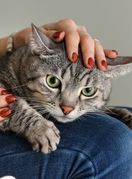 Mačje predenje umiruje i čovjeka