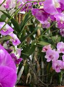 Orhideje uz pravilnu njegu mogu uspijevati i vani