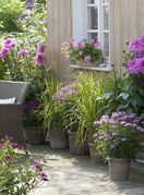 Lažni bambus (panicum) višegodišnja je trava koja cvate u proljeće do ljeta, a zbog visine idealna je za rubne gredice i ukrasne tegle - 6