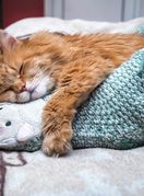 Mačka spava pod nogama