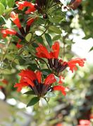 Ešinant ili na engleskom lipstick plant