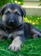 Štene njemačkog ovčara