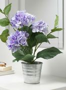 Fejka lila hortenzija može biti savršeni ukras za dom