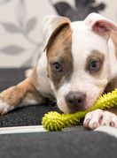 Štene američkog stafordskog terijera