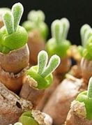 Zeko-sukulent zaista izgleda preslatko