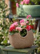 Pelargonija