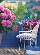 Hortenzije na balkonu