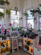 Barbara Martinić iz Donje Stubice uzgaja orhideje