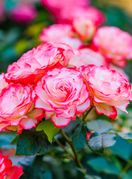 Ruže će biti prekrasne uz jedan sastojak iz kuhinje