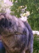 Pas Jakov ima nevjerojatno životnu priču