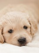 Štene zlatnog retrivera