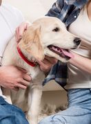 Može li pas imati zadnju riječ?