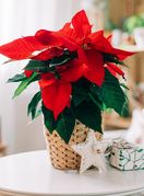 Božićna zvijezda krasi mnoge domove u blagdanskom periodu