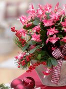 Božićni kaktus omiljeni je ukras doma u blagdanskom periodu