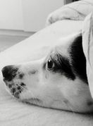 Bella je unijela vedrinu u dom