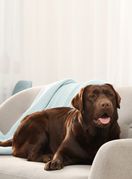 Neki se psi boje mačaka