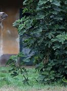 Mlada dvogrba deva Zsofia nova je stanovnica zagrebačkog zoološkog vrta - 4