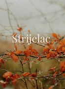 Strijelac