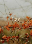 Lav