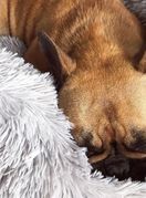 Krevetić za pse koji smiruje ljubimca - 5