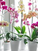 Orhideje