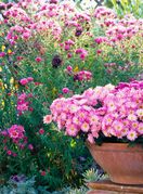 Krizantema je jedan od idealnih cvjetova za jesenski vrt