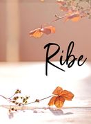 Ribe