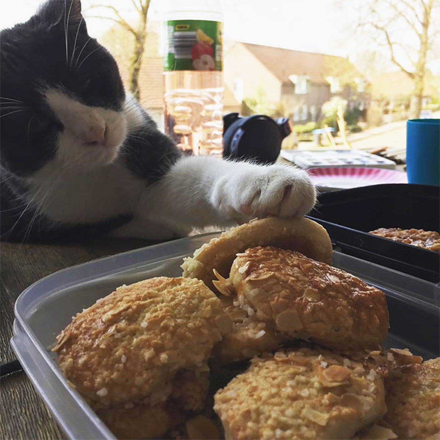 Украли печенье. Котик с едой. Кошка котлета. Еда для кошек. Кот ворует котлеты.
