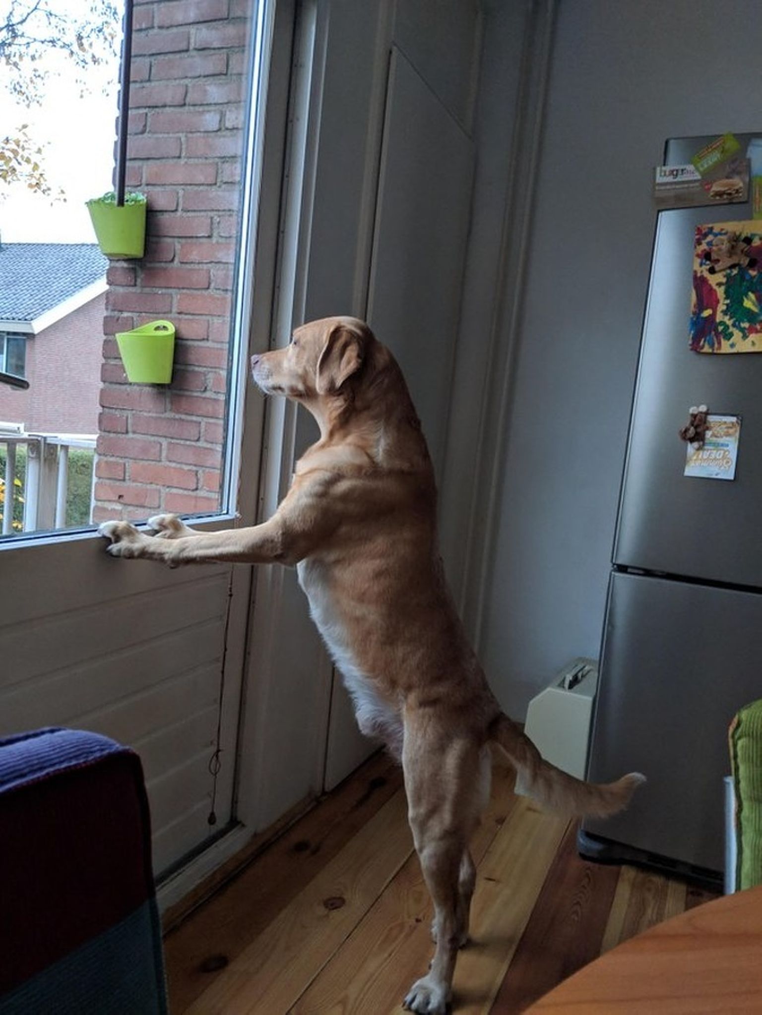 Собака выглядывает с балкона