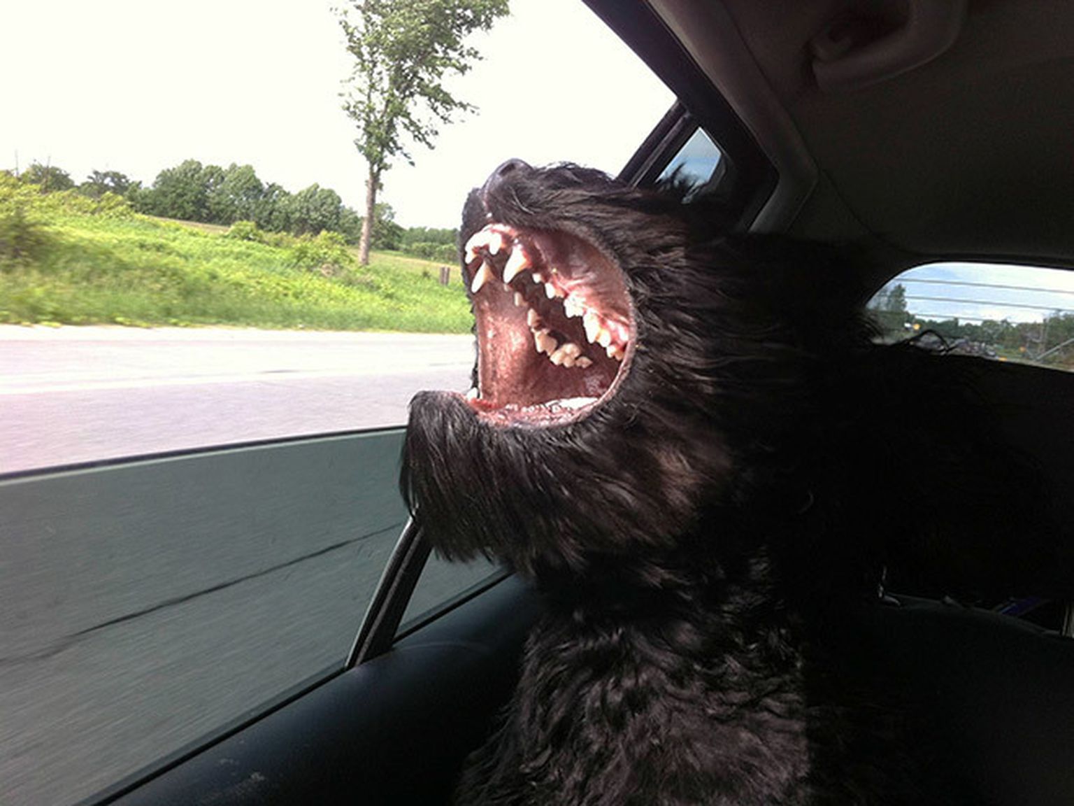 Паршивый пес. Собака из окна машины. Собака в окне машины. Собака выглядывает из машины. Собака высовывается в окно машины.