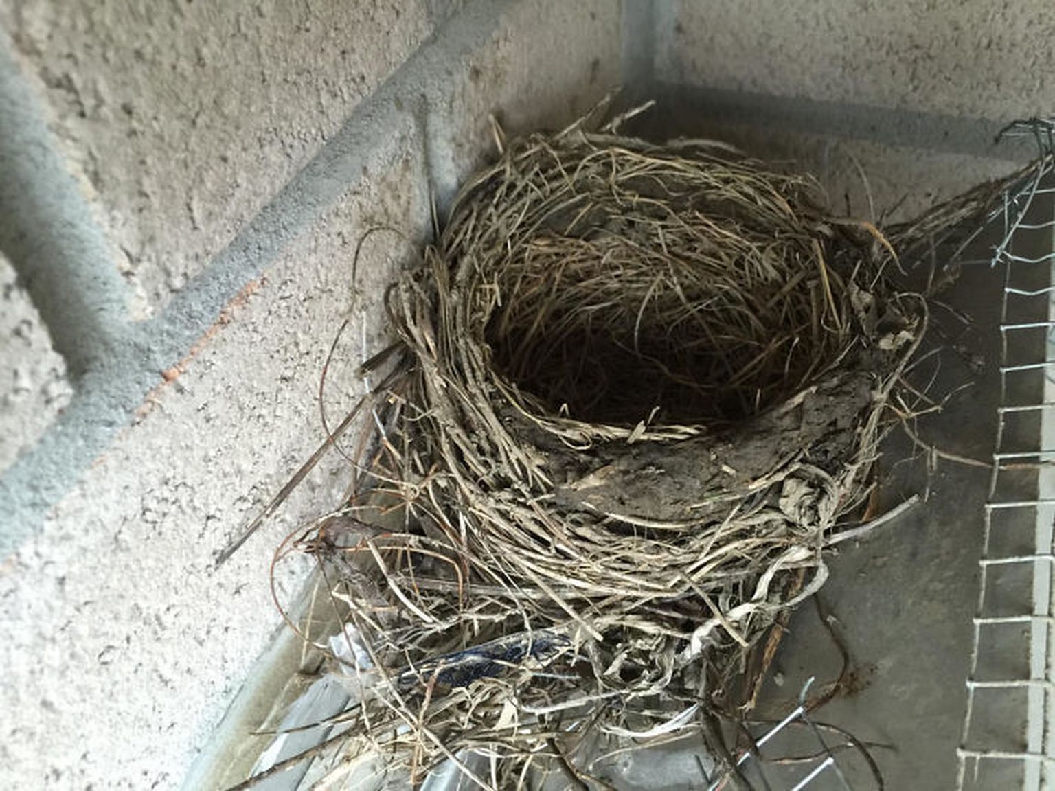 Гнезда птиц в домах. Гнездо ласточки под крышей. Гнездо горлинки. Гнездо под крышей. Гнездо ласточки.