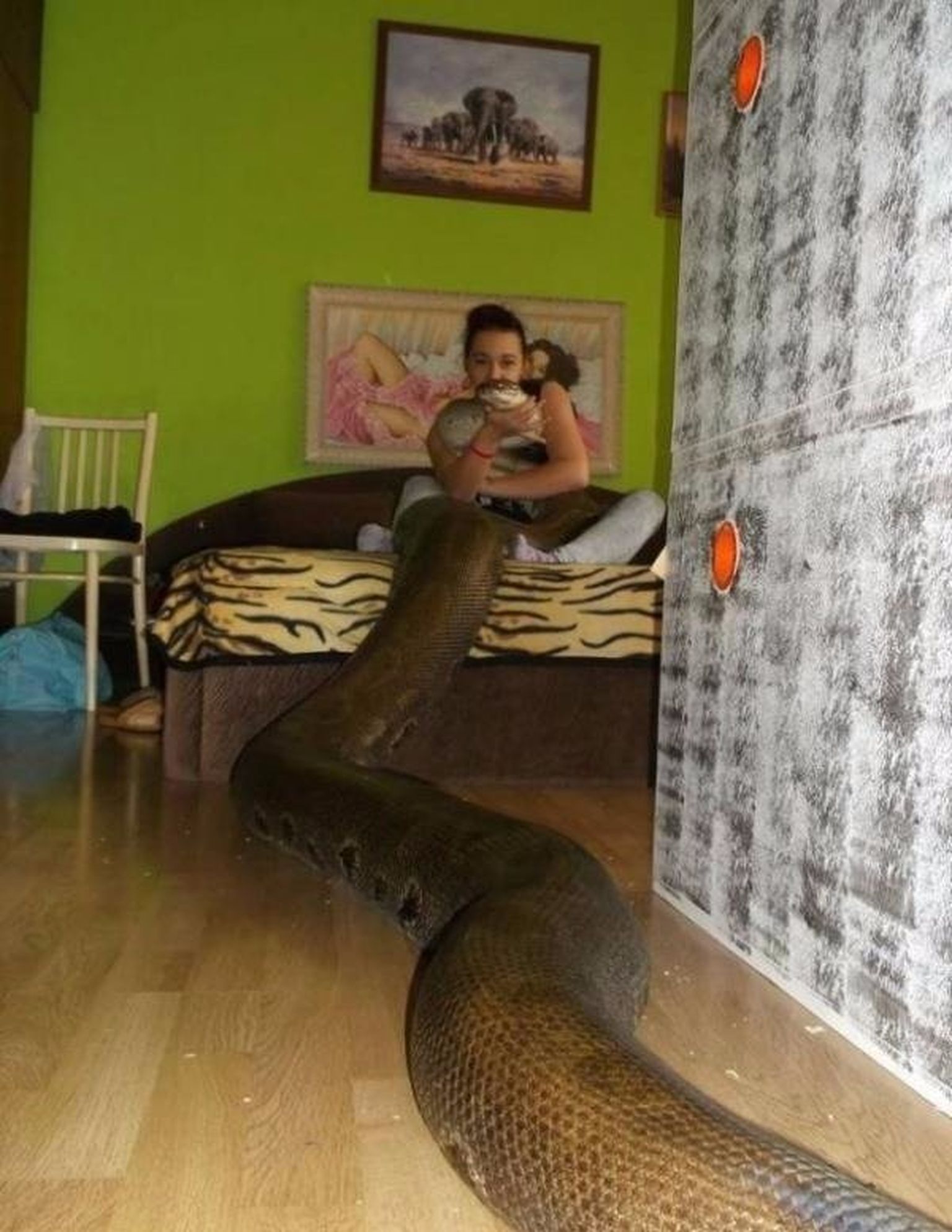 Завести дома змею. Змея в квартире. Змеи в доме. Комната для змеи. Большая змея в доме.
