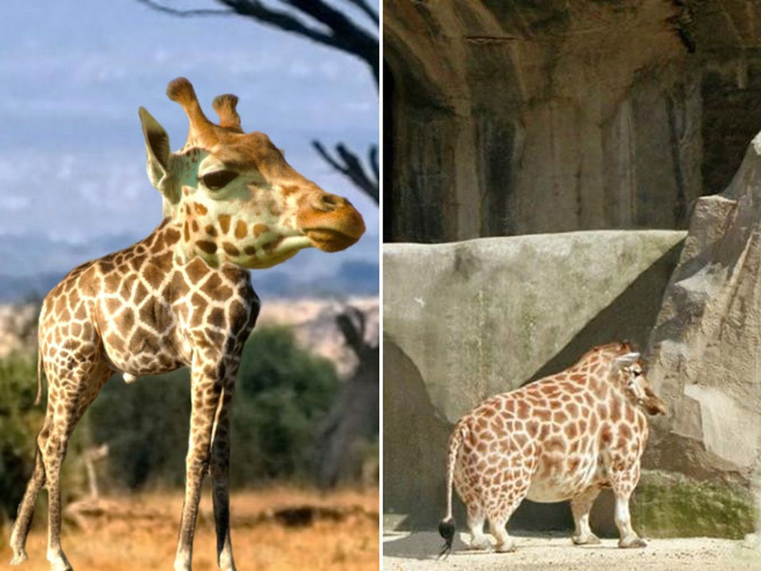 Каких животных человек. Короткошеий Жираф. Жираф с короткой шеей. Жираф без шеи. Жирафа короткая шея.