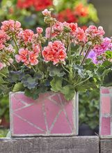 Pelargonije su godinama najpopularnije cvjetnice za gredice i balkone - 8