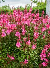 Gaura